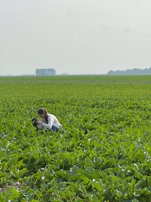 Erin taking sugarbeet pics